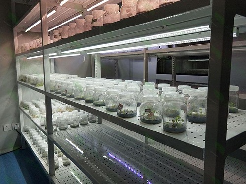 米脂植物组织培养实验室设计建设方案
